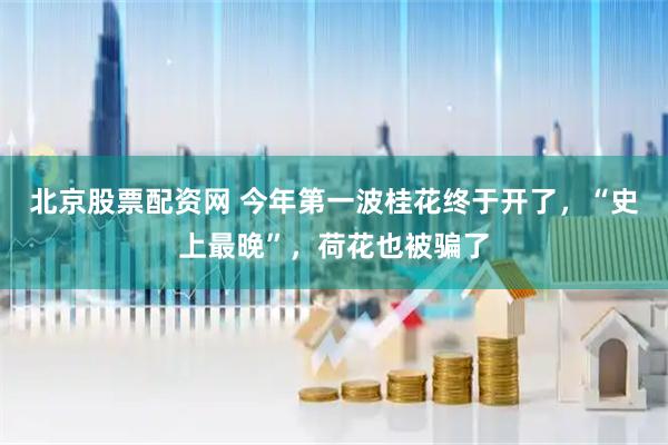 北京股票配资网 今年第一波桂花终于开了，“史上最晚”，荷花也被骗了
